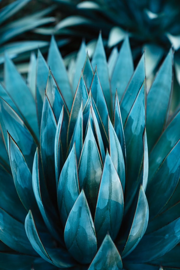 Agave plant growing in Mexico before harvest for tequila production